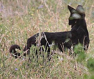 Black Serval -schwazer Serval (Leptailurus serval)